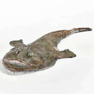 Rape blanco entero peso aproximado pieza 1-2 kg