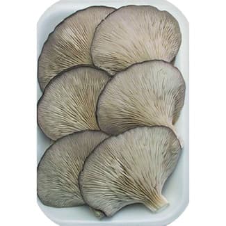 Setas de cultivo bandeja 200 g