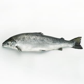 Salmón noruego ASC por medios o enteros peso aproximado pieza 2-3 kg