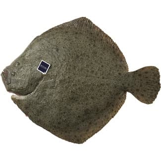 Rodaballo de crianza ASC peso aproximado pieza 1,5-2 kg