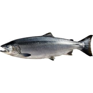 Salmón salvaje plateado de Alaska al corte piezas de 1,8-2,5 kg